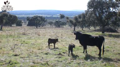 Campo Charro     Extensas dehesas de encinas, donde se localizan las ganaderías del toro bravo.